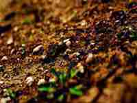 梦见洗脚上的泥是什么意思(梦见洗脚泥巴)