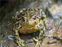 梦见蟾蜍是什么意思()