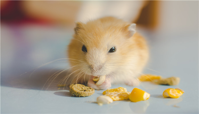 做梦梦到老鼠咬自己(做梦梦到老鼠咬自己的手)