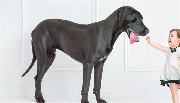 梦见狗咬住自己不松嘴(梦见狗咬住自己不松嘴但不是太疼)