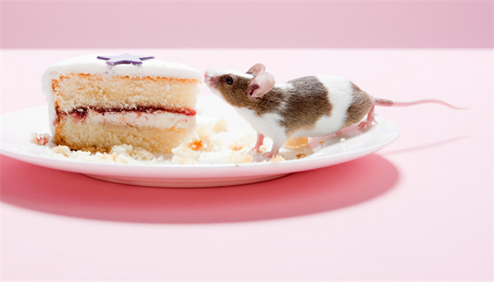 梦见抓住老鼠(梦见抓住老鼠)