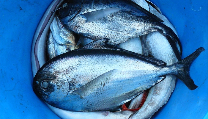 梦见杀鱼是什么预兆(梦见杀鱼是什么预兆)