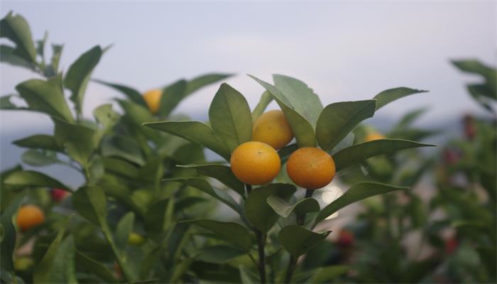 女人梦见树上结满金黄果实()