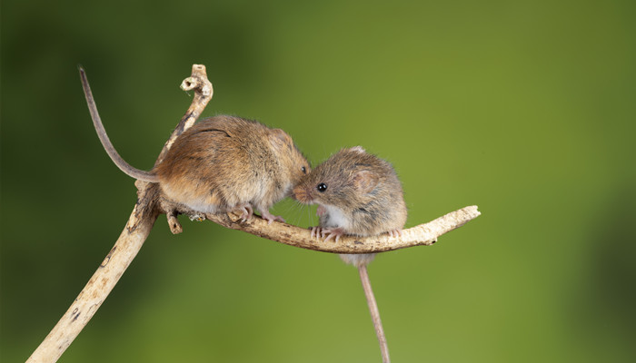 梦见老鼠被自己打死了(梦见老鼠被自己打死了)