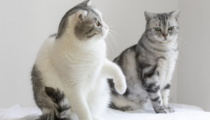 梦见从自己被子里跑出一只猫(梦见从自己被子里跑出一只猫来)