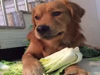 狗狗的东西一放里就变大图片()