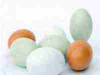 怀孕梦到鸭蛋是男女什么意思(怀孕梦到鸭蛋是男女什么意思周公解梦)