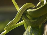 为什么说属蛇人34岁最苦(为什么说属蛇人34岁最苦,属蛇人为什么33岁最苦呢)