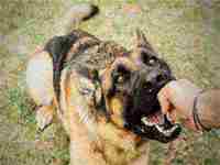 怀孕梦到被狗咬什么意思()