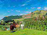 女人梦见好多羊是什么意思()