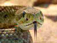 备孕中梦见蛇是好事吗(备孕中梦见蛇是好事吗周公解梦)