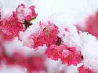 梦见梅花是什么意思(做梦梦见梅花是什么意思)