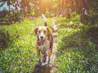 梦里狗咬自己代表什么(梦里狗咬自己代表什么意思)