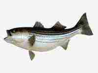 梦见钓到大鱼是什么意思(梦见钓到大鱼是什么意思)