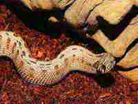 女人梦见蛇有什么预兆()