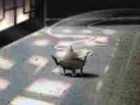 庚金遇丙火(庚金遇丙火)