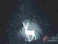 喜用神木旺缺火怎么办