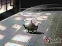 乾宅大门在五鬼位该如何化解-八字网(乾宅五鬼方向在哪里)