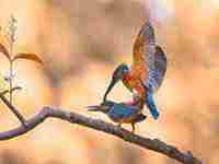 总是梦见死去的世界(总是梦见死去的世界和人)