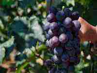 梦见吃桃(梦见吃桃子是什么意思周公解梦)