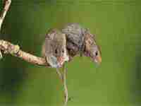 做梦梦到老鼠咬自己(做梦梦到老鼠咬自己的手)