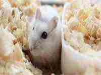 做梦梦到被老鼠咬了寓意是什么(做梦梦到被老鼠咬了寓意是什么意思)