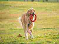 梦见自己亲手抓到两只兔子(梦见自己亲手抓到两只兔子带回家关起来)