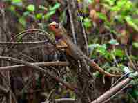 梦见很多大便什么预兆(梦见很多大便什么预兆解梦)