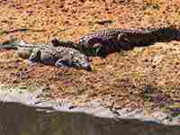 梦到姑姑(梦到姑姑死了是什么征兆)