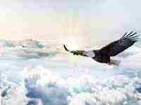 梦见一只大老鼠是什么意思(做梦梦见一只大老鼠是什么意思)