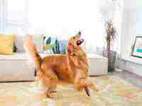 梦见抱狗(梦见抱狗是什么预兆)