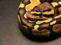 梦见人工呼吸救人失败(梦见人工呼吸救人失败死亡)