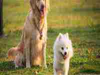 梦见蛇追着我跑什么意思(梦见蛇追着我跑什么意思周公解梦)