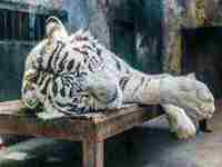 梦见自己掉了1个上门牙(梦见自己掉了1个上门牙流血)