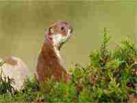 梦见被黄鼠狼咬手(梦见被黄鼠狼咬手又把黄鼠狼打死)