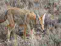 梦见狼要吃我是什么意思(女人梦见狼吉兆)