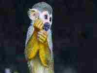 做梦杀了一个男的是什么意思(孕妇做梦杀了一个男的是什么意思)