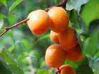 梦见儿子掉水里了是什么兆头(梦见儿子掉水里了是什么兆头周公解梦)