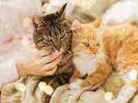 梦见想上厕所却上不成怎么回事