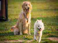 梦见婆婆干仗(梦见婆婆干仗什么意思)