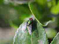 怀孕梦到鳄鱼(怀孕梦到鳄鱼是什么意思)