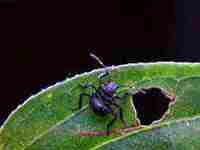 女人梦见被虫子咬手很疼没出血(女人梦见被虫子咬手)