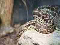 梦见自己坐火车(梦见自己坐火车是什么意思)