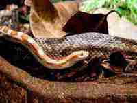 梦见划船抓住了只甲鱼(梦见划船抓住了只甲鱼什么意思)