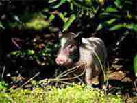 女人梦见树上结满核桃在摘(女人梦见树上结满核桃)