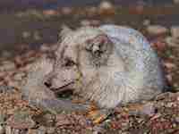 梦见赌博(梦见赌博赢了钱什么意思)