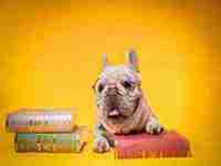 女人梦见狗是什么预兆(女人梦见狗)