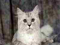 梦见摘李子(梦见摘李子吃是什么兆头)