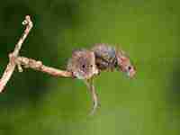 女人梦见被蝙蝠咬手(女人梦见被蝙蝠咬)