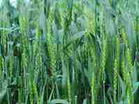 梦见自己坐车(梦见自己坐车是什么意思)